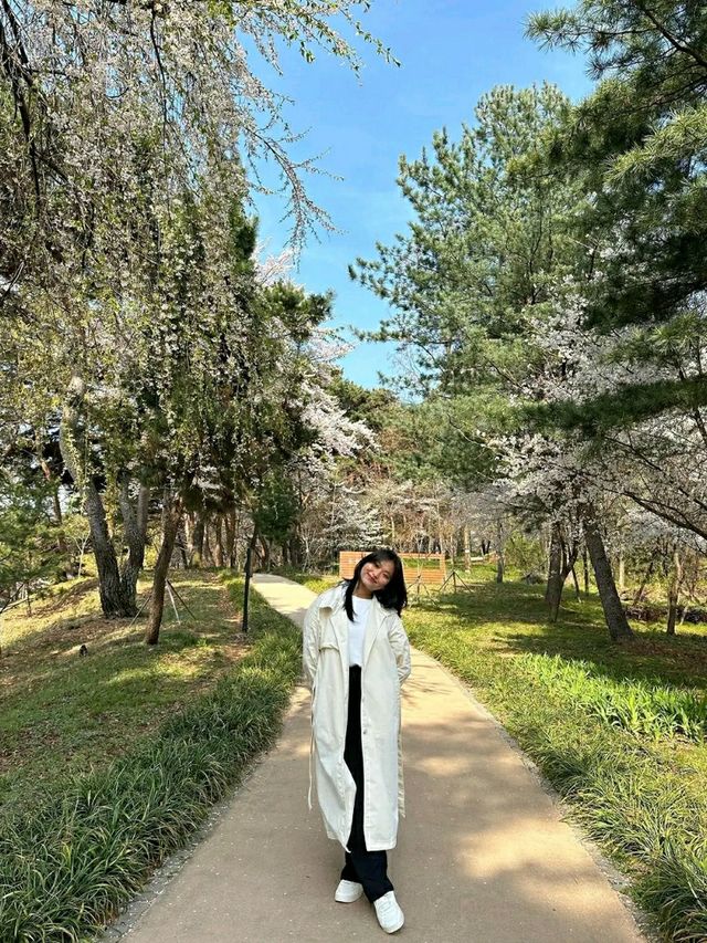 Daejeon: Korea’s Underrated Blossom EscapeLocation: Daejeon, South Korea