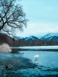 🇯🇵 Soak in the Sunset and Swan Views at Lake Kussharo, Hokkaido