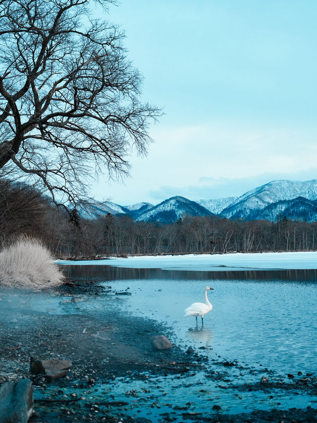 🇯🇵 Soak in the Sunset and Swan Views at Lake Kussharo, Hokkaido