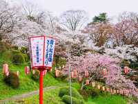 Cherry Blossoms Meet Castle