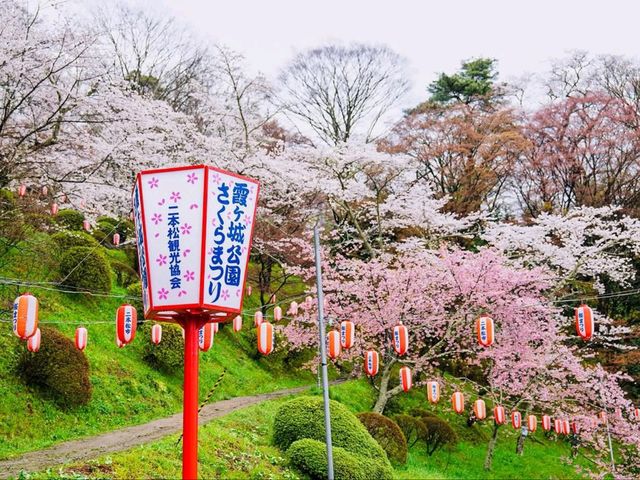 Cherry Blossoms Meet Castle