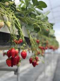 #大阪京都 50分鐘即摘即食🍓放題食到飽😍大滿足❣️ 