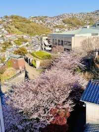 Rising Into Spring: Sakura by Sky at Glover Garden