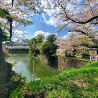 Chidorigafuchi Park: Sakura Reflections in the Heart of Tokyo