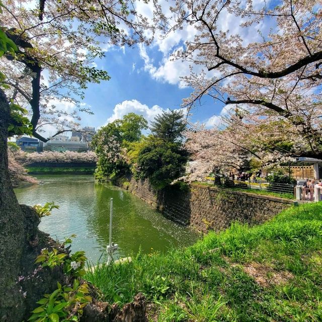 Chidorigafuchi Park: Sakura Reflections in the Heart of Tokyo