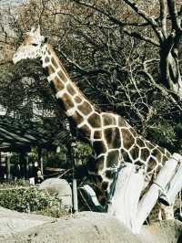 大阪交通攻略｜天王寺動物園