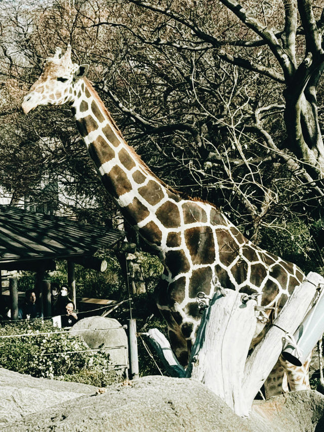 大阪交通攻略｜天王寺動物園