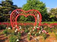 The Rose Garden at Ilsan Flower Festival