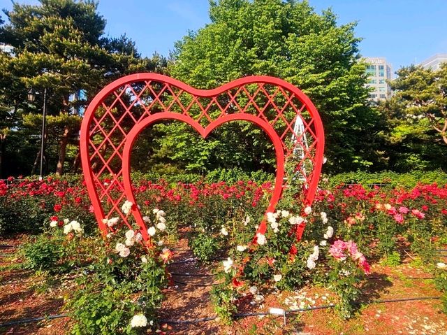 The Rose Garden at Ilsan Flower Festival