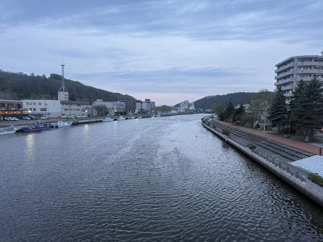 Shibazakura Viewing