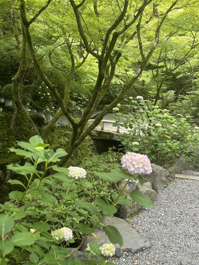 東福寺的繡球花季節🌸🏯