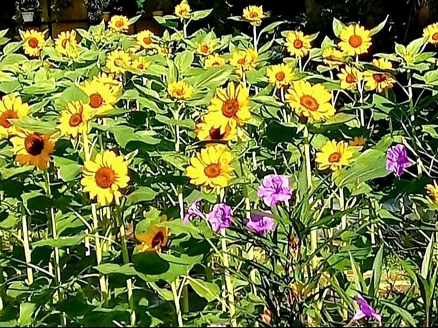 Experience springtime with sunflowers at Sunshine Farms