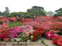 Tsutsujigaoka Park – Tokyo’s Springtime Bloom Spot