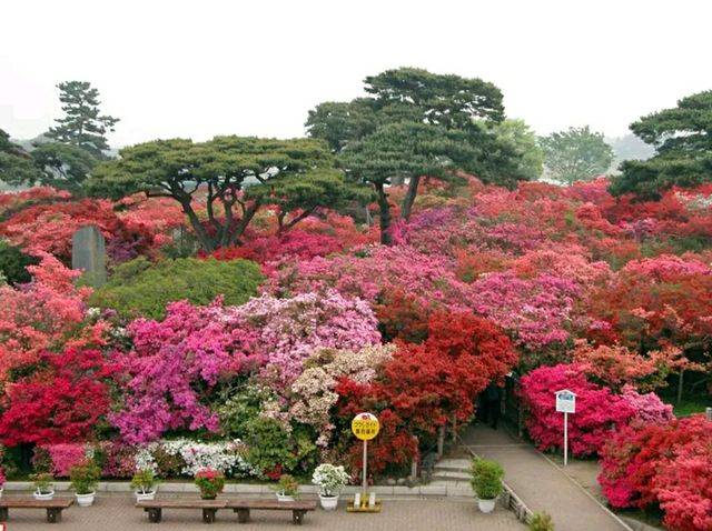 Tsutsujigaoka Park – Tokyo’s Springtime Bloom Spot