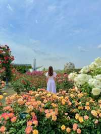 大阪 ︎❤︎2,400株が咲き誇る🌹🌹🌹260円で見れる絶景〜♡ 
