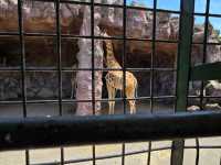 你知道日本有動物園可以餵獅子吃肉嗎？