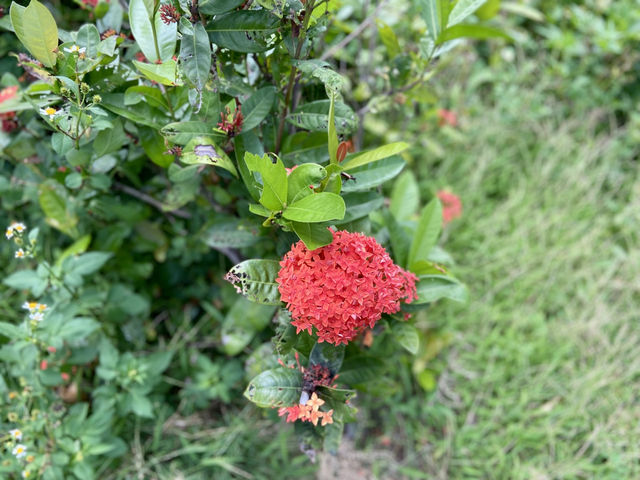 香港西九M+✨ 草坪上繽紛多彩的繡球花🪻💕