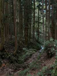 Spring Wanders in Magome