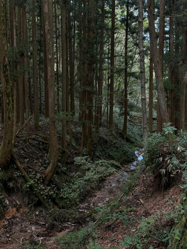 Spring Wanders in Magome