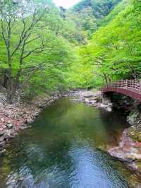 A Journey to the Heart of Nature: Exploring Jirisan National Park