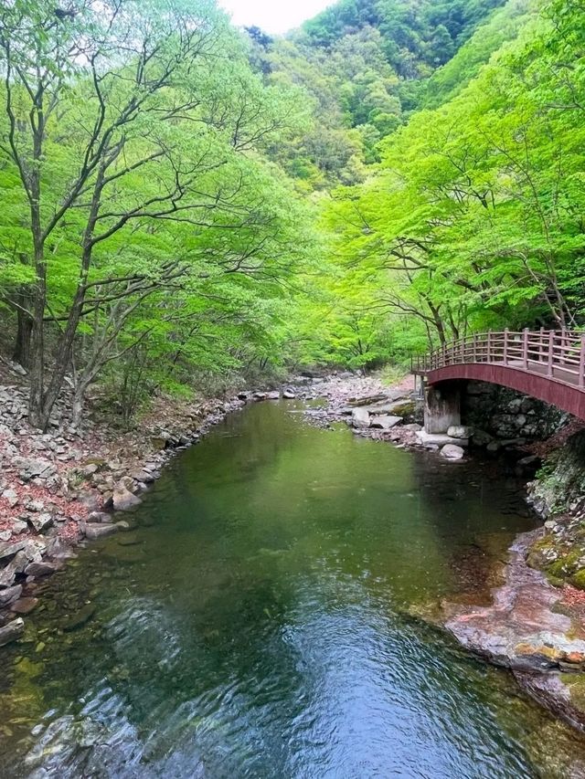 A Journey to the Heart of Nature: Exploring Jirisan National Park