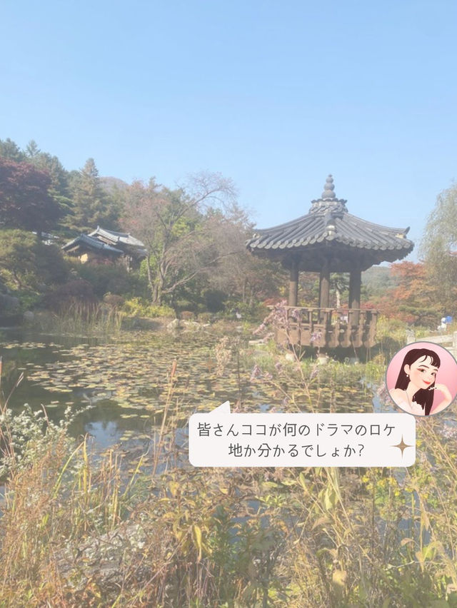 【ソウル近郊】ロケ地によくなる樹木園🌲