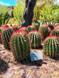 Desert Botanical Garden – Nature’s Art in the Arizona Sun