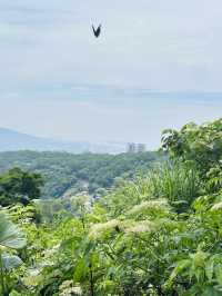 來場北投到陽明山的健走小旅行