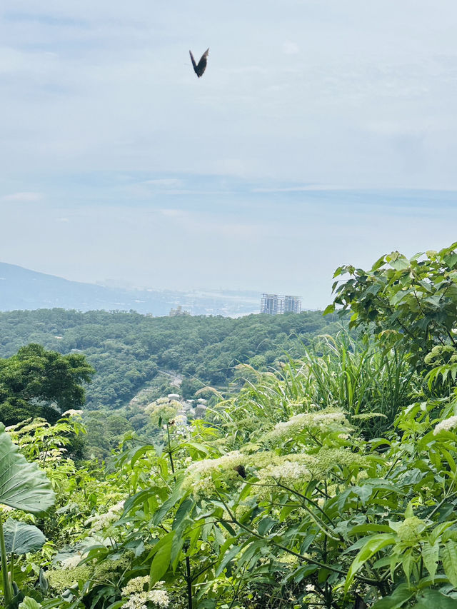 來場北投到陽明山的健走小旅行