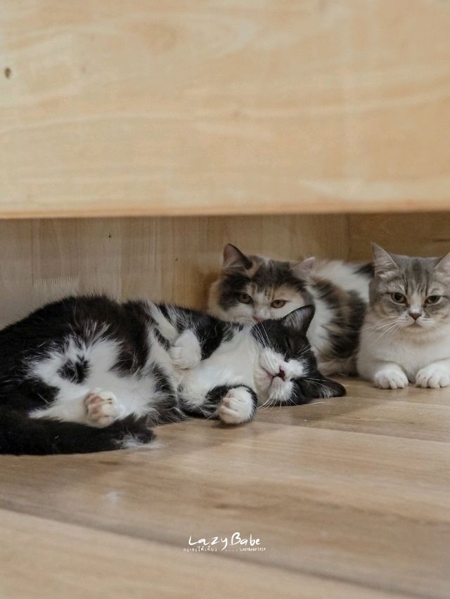มาทะเล ก็แวะเติมแมวได้ ที่ Cat Sky Bar Cafe