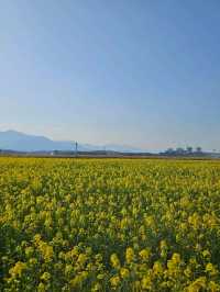 양양 봄날 유채꽃 산책길 추천🌼