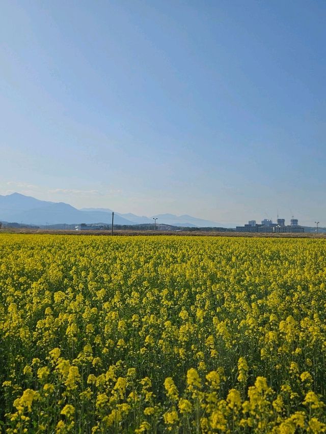 양양 봄날 유채꽃 산책길 추천🌼