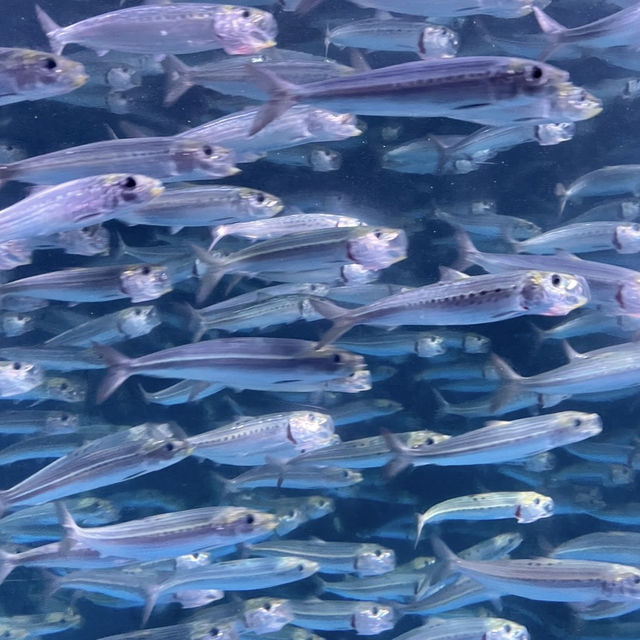 水族館も遊園地も両方楽しめる❣️王道観光スポット