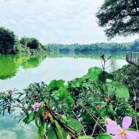 Nature’s Runway: A Stroll Along Mandai Boardwalk 🇸🇬