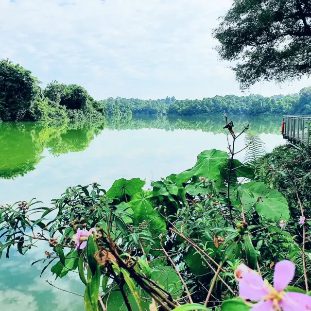 Nature’s Runway: A Stroll Along Mandai Boardwalk