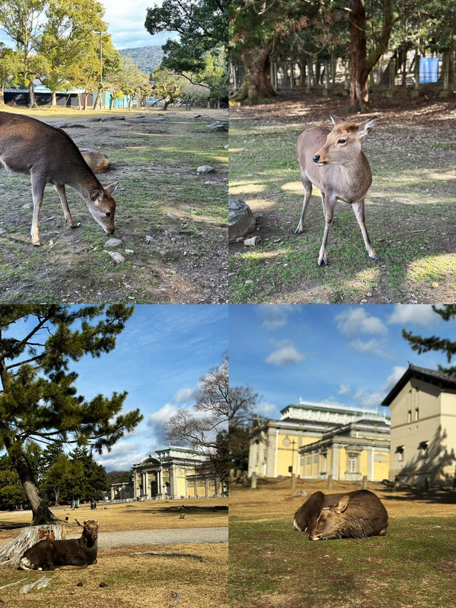 🇯🇵 My Deer Friend