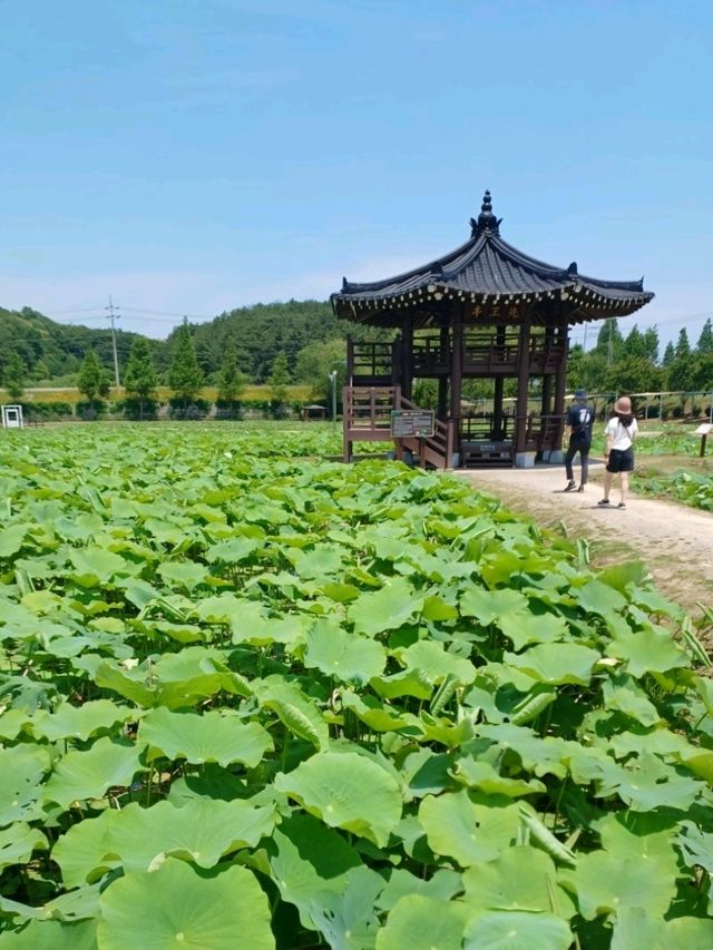 연꽃의 여정이 시작되는 공간, 함안 연꽃테마공원