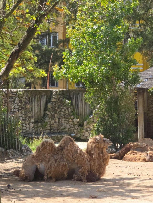 유럽여행 포르투갈 리스본 동물원 Jardim Zoológico