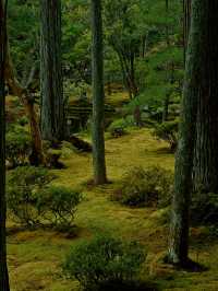 京都·西芳寺｜記憶裡的雨中苔島