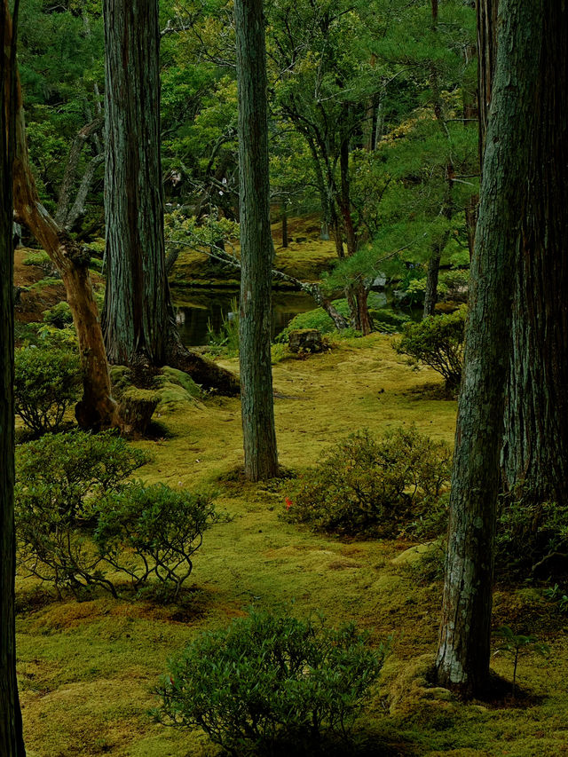 京都·西芳寺｜記憶裡的雨中苔島