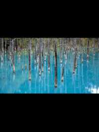 🎯【北海道・青い池（美瑛）】コバルトブルーの神秘が創る“自然のアート”
