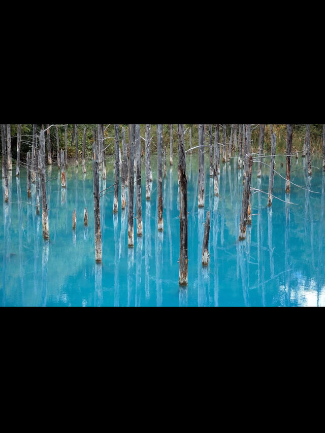 🎯【北海道・青い池（美瑛）】コバルトブルーの神秘が創る“自然のアート”