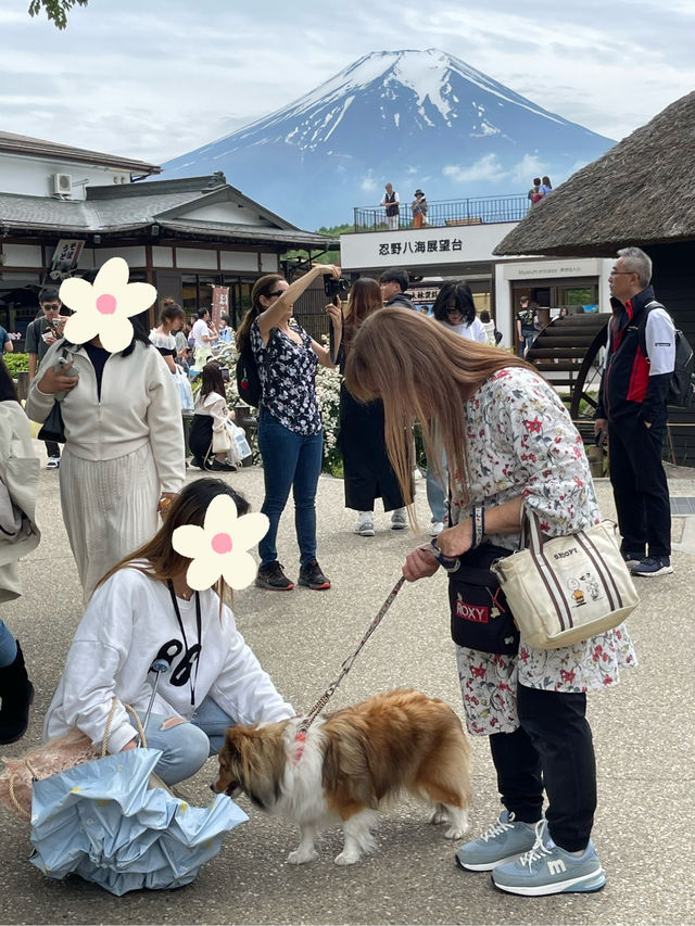 Oshino-Hakkai | หมู่บ้านน้ำใสวิวฟูจิซัง🗻✨