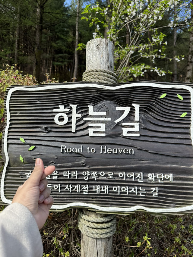 Seoul in Spring 2025 — A Moment to Remember 🌸