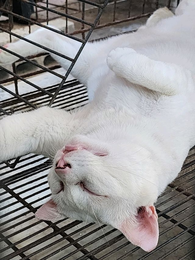 ศูนย์อนุรักษ์แมวไทยโบราณ