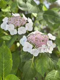 花に癒される！季節の花畑͛💠有名な観光地は？