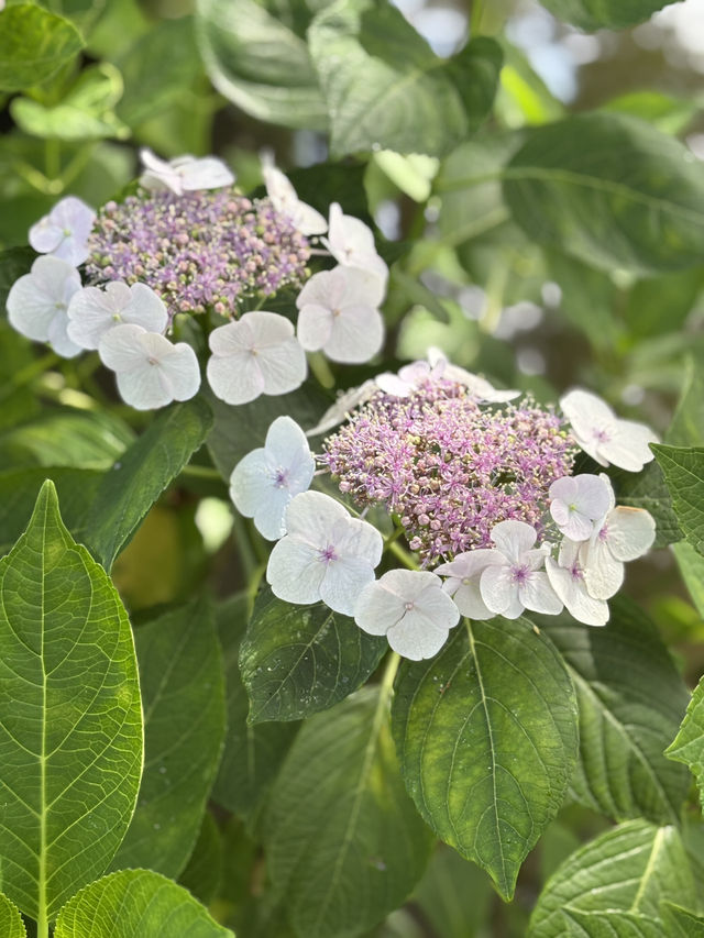 花に癒される！季節の花畑͛💠有名な観光地は？
