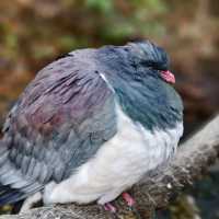 Enchanting Moments at Queenstown Kiwi Park