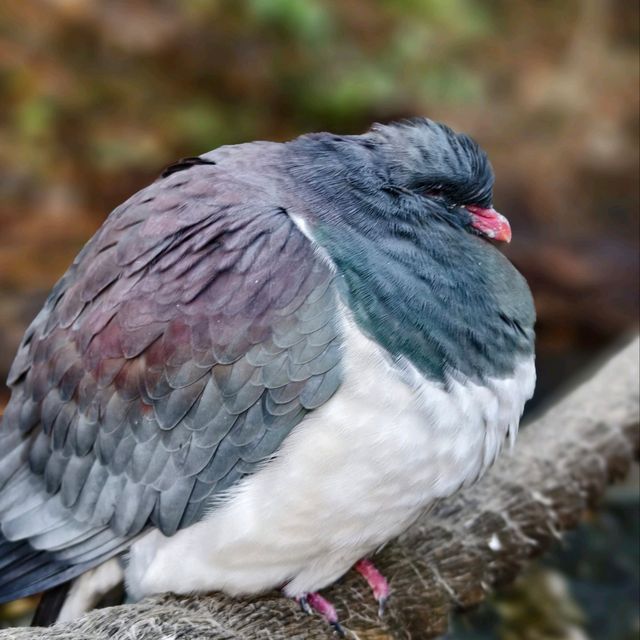 Enchanting Moments at Queenstown Kiwi Park