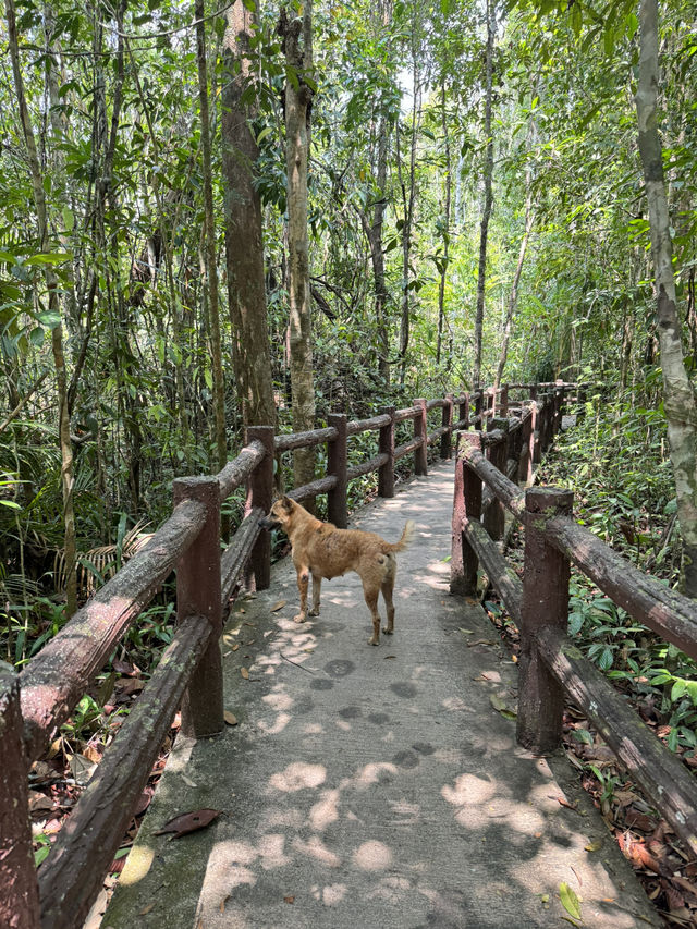 Emerald Pool, Krabi